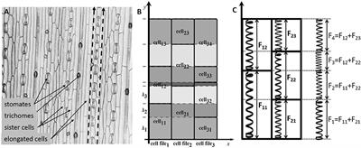 Mechanical Behavior of Cells within a Cell-Based Model of Wheat Leaf Growth